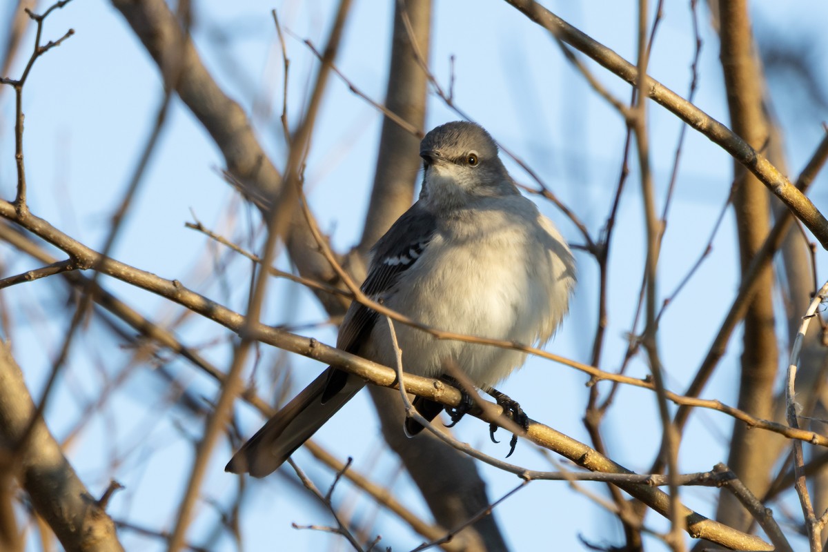 Пересмішник багатоголосий - ML647317563
