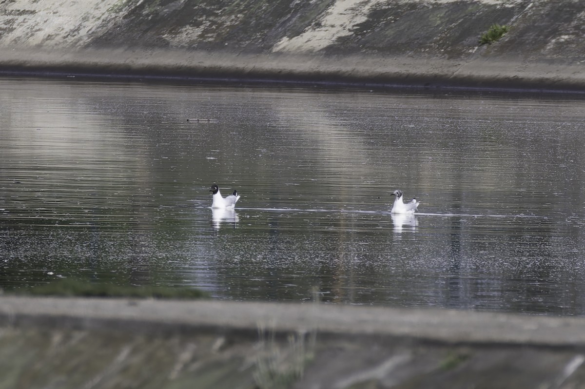 Andean Gull - ML647317574