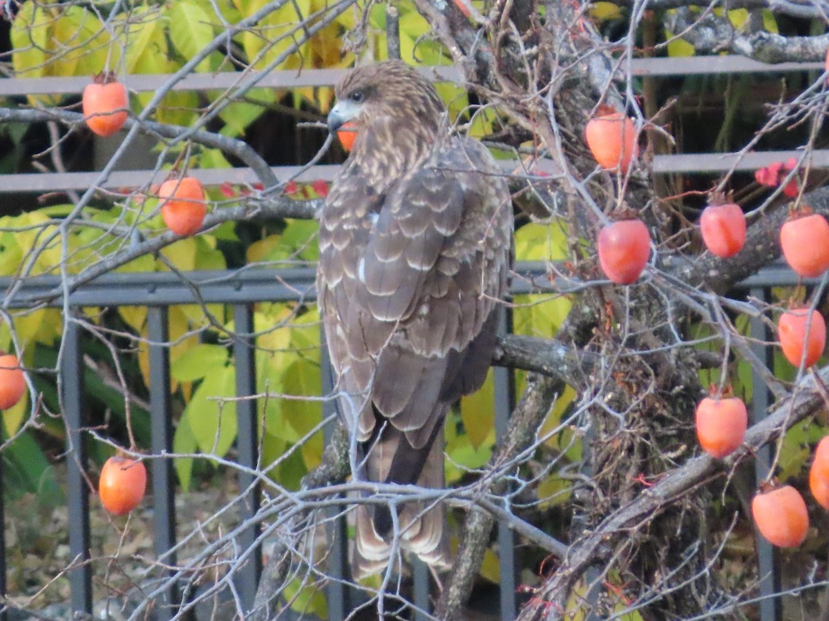 Black Kite - ML647317578