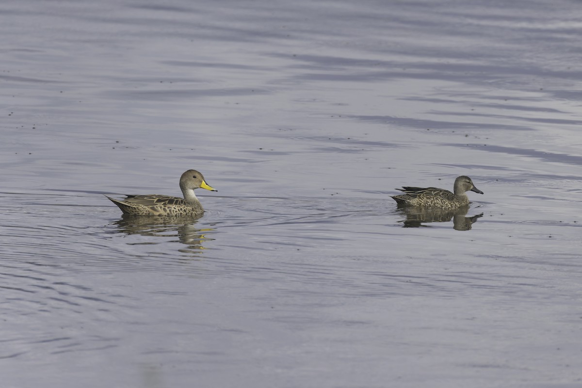ミカヅキシマアジ - ML647317580