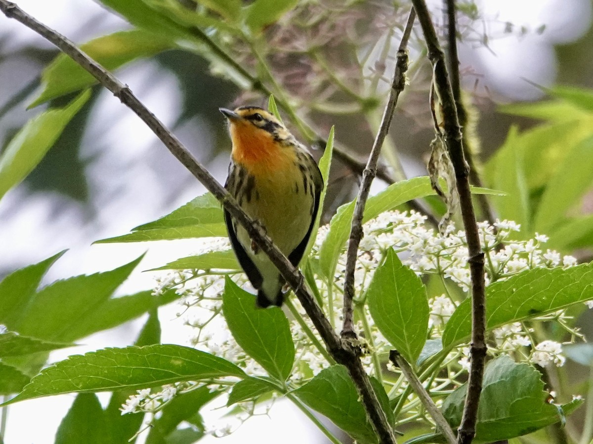 Blackburnian Warbler - ML647317581