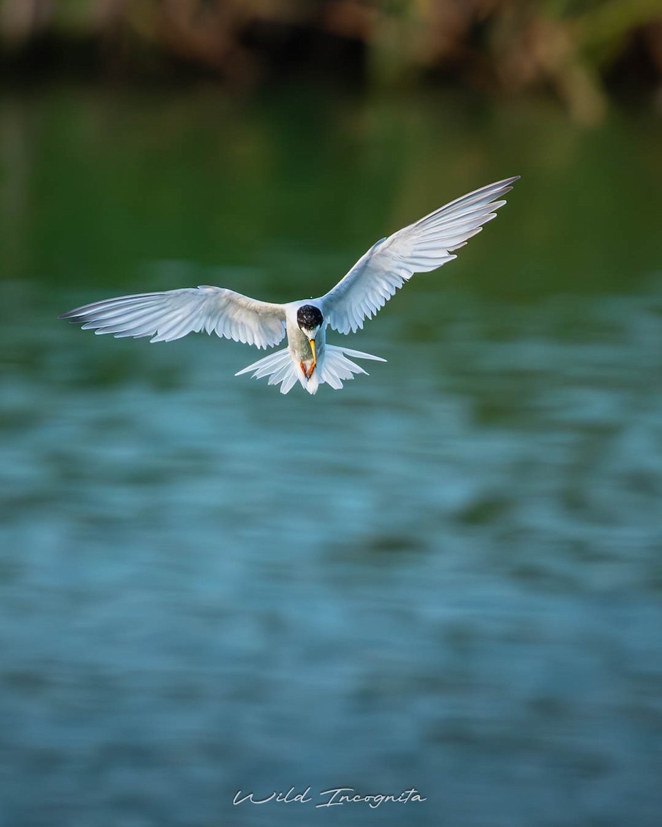 Little Tern - ML647317586