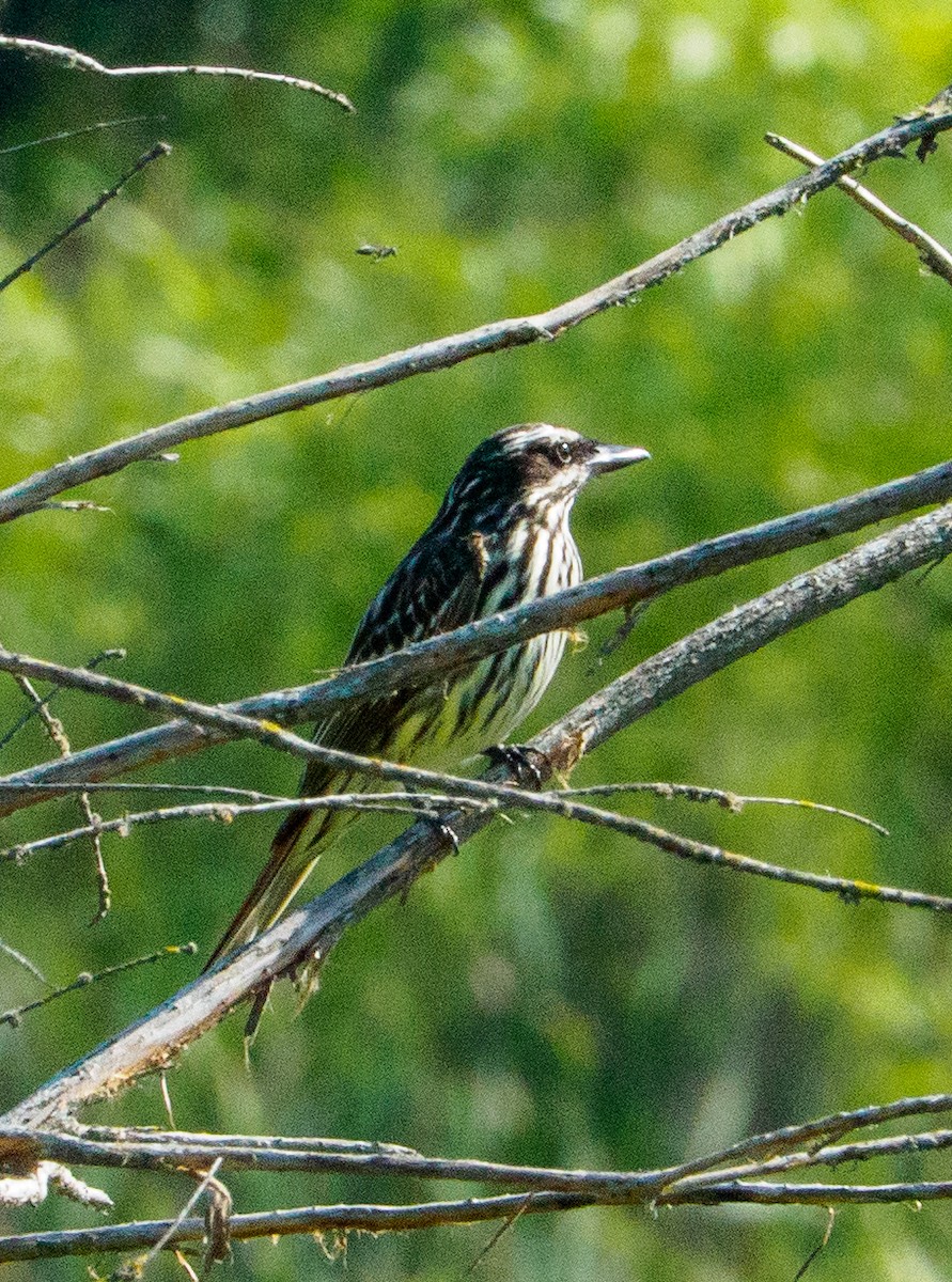 Streaked Flycatcher - ML647317589