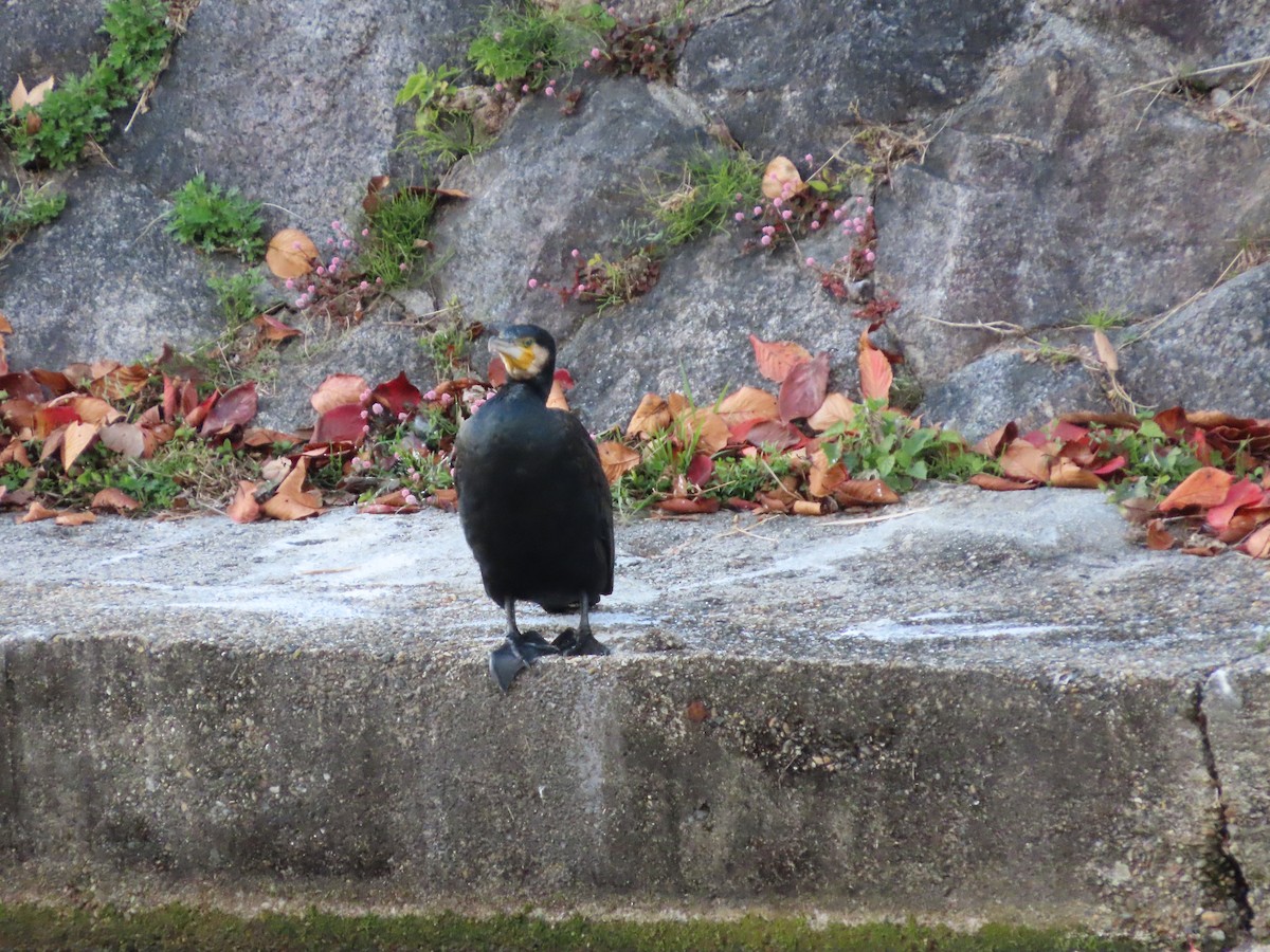 Great Cormorant - ML647317591