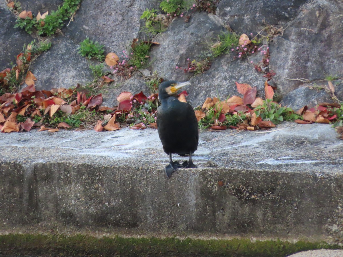 Great Cormorant - ML647317592