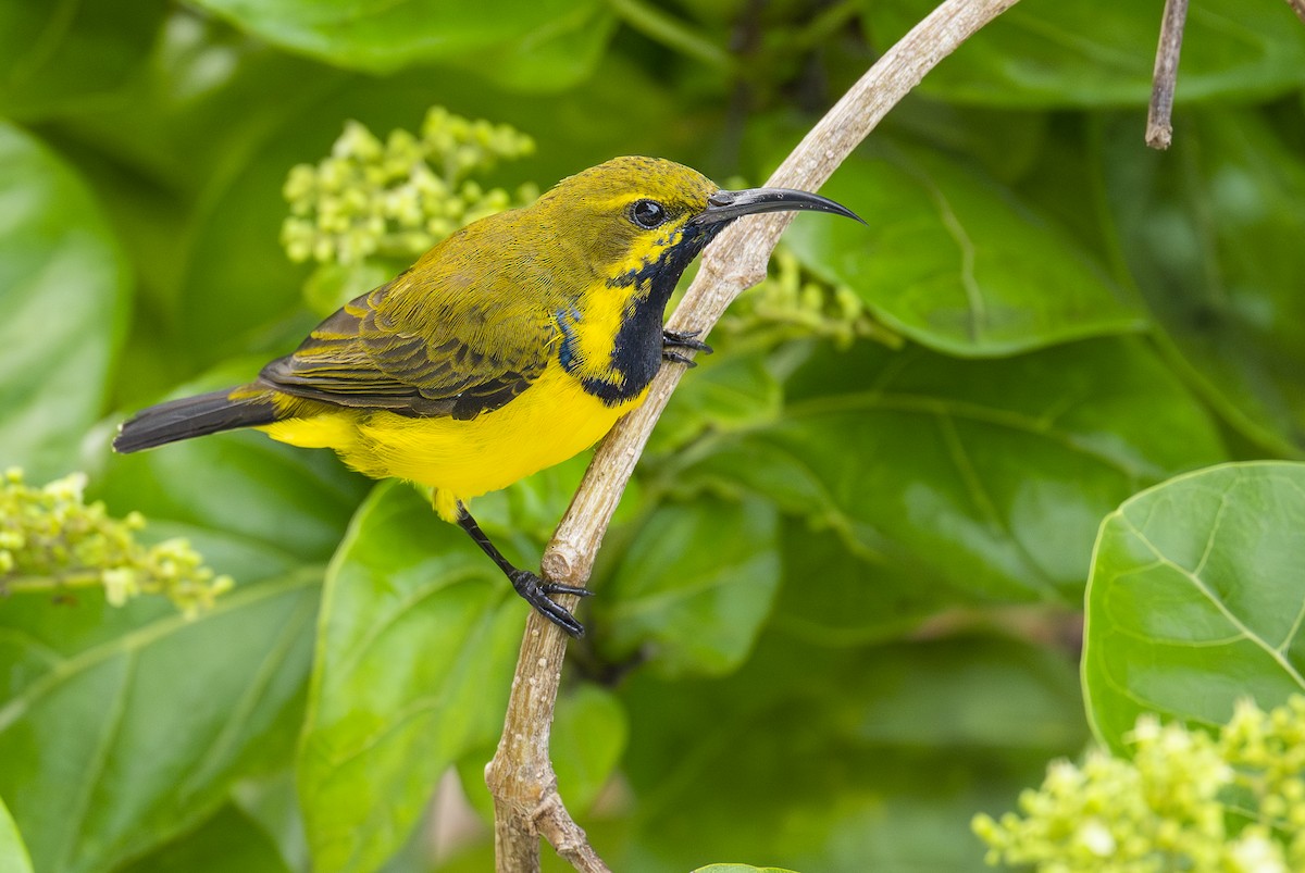 Sahul Sunbird - ML647317605