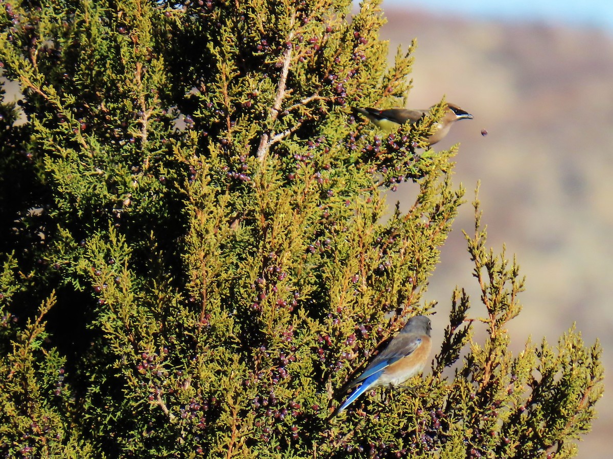 Cedar Waxwing - ML647317606