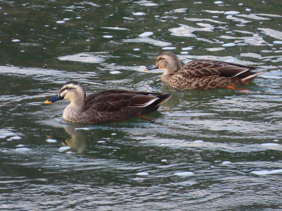 Eastern Spot-billed Duck - ML647317610