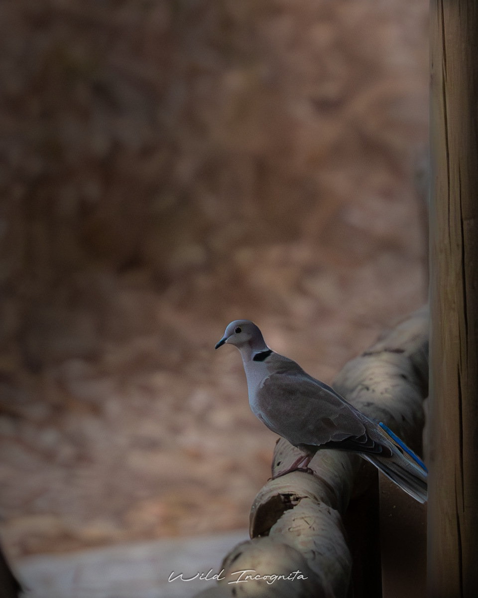 Eurasian Collared-Dove - ML647317647