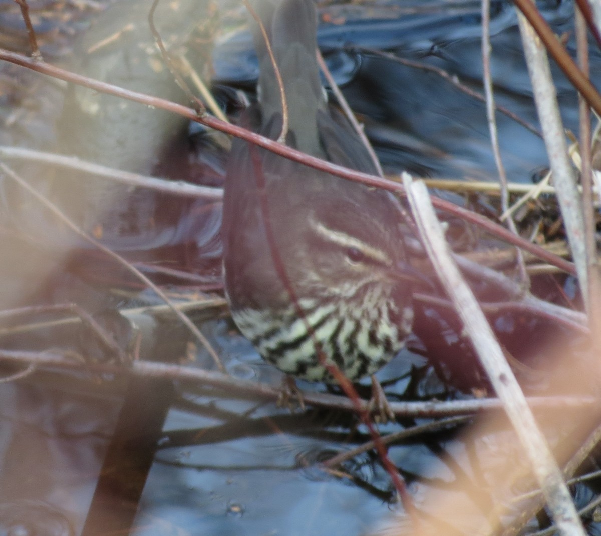 Northern Waterthrush - ML647317654