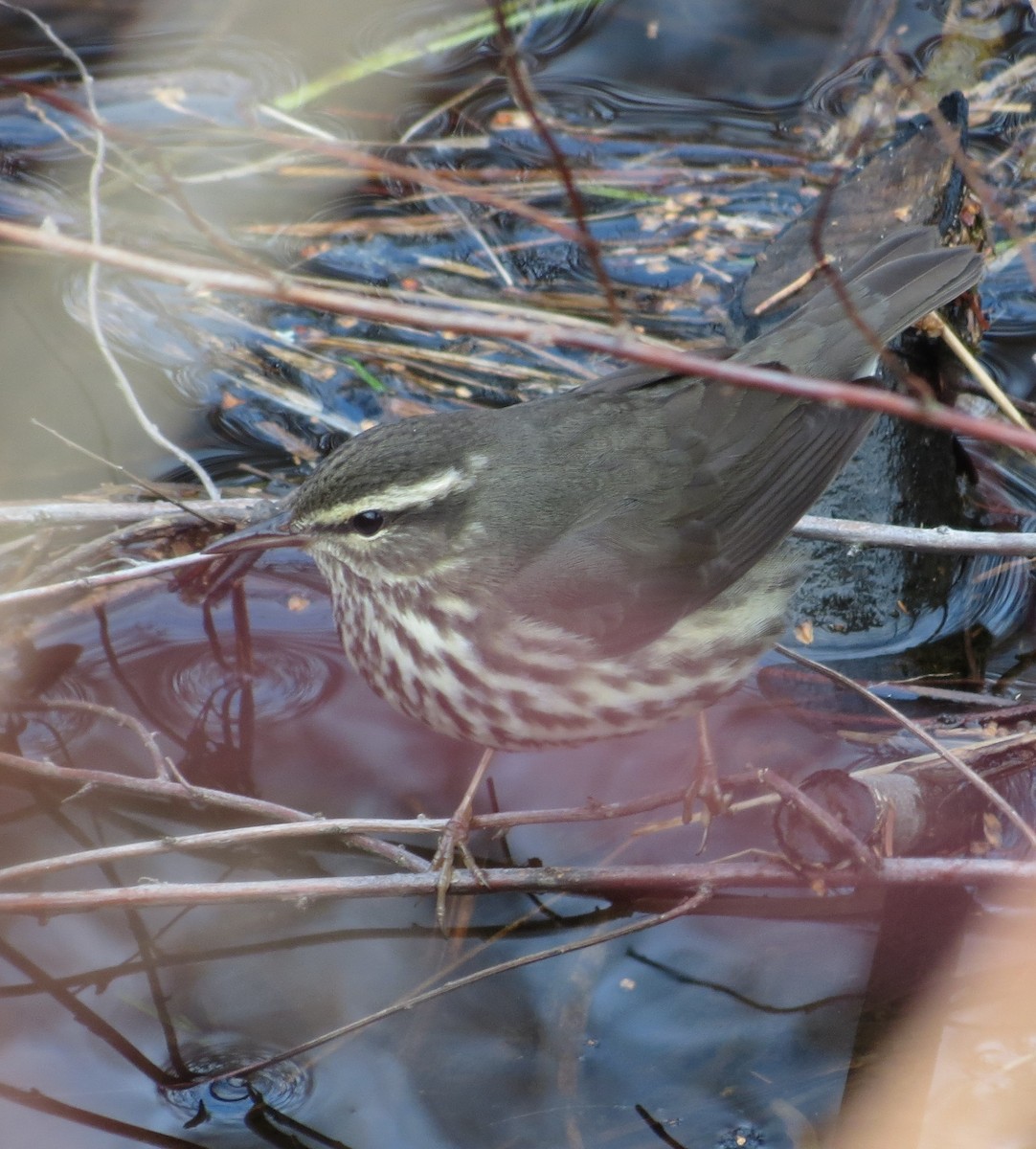 Northern Waterthrush - ML647317655