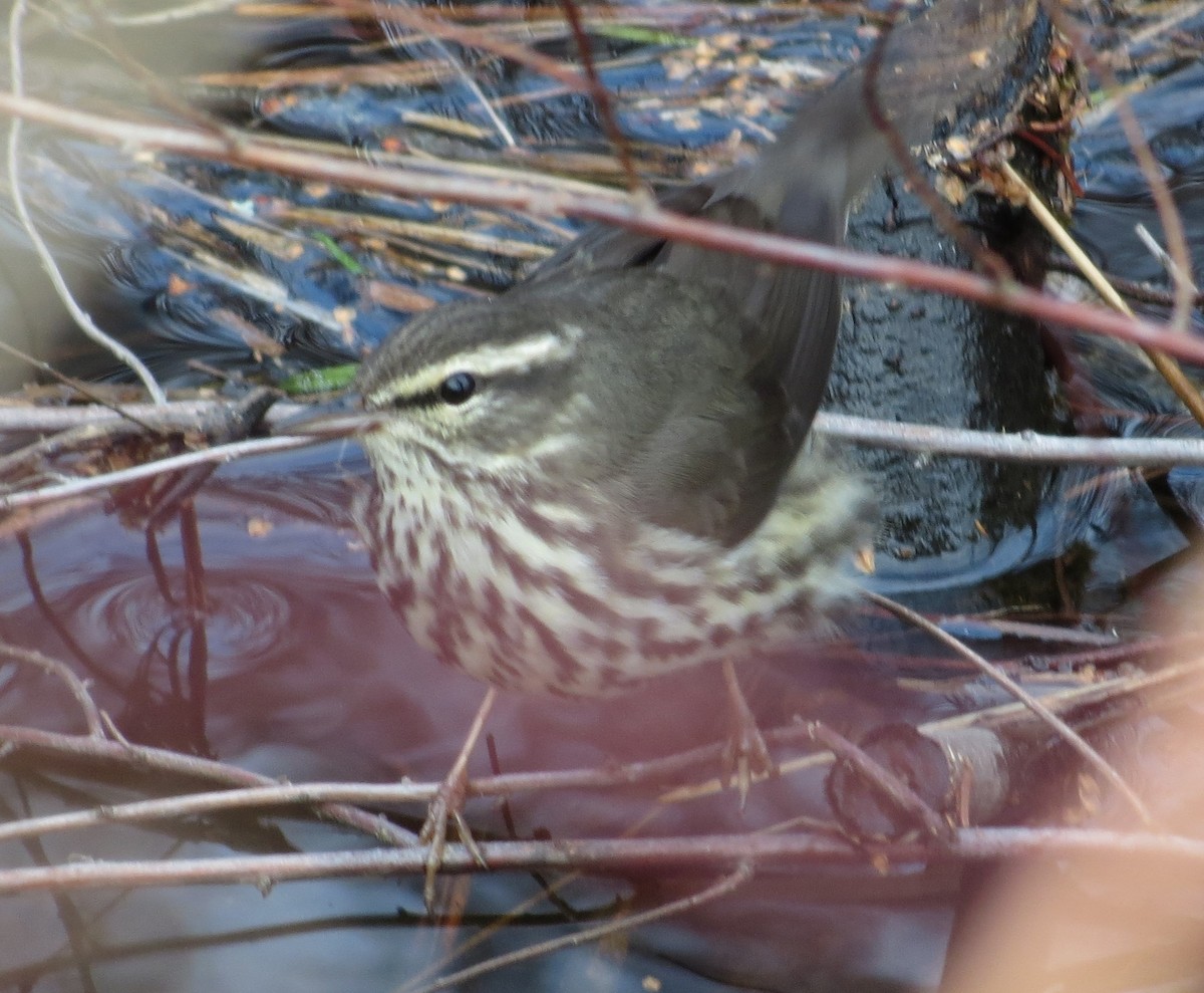Northern Waterthrush - ML647317656