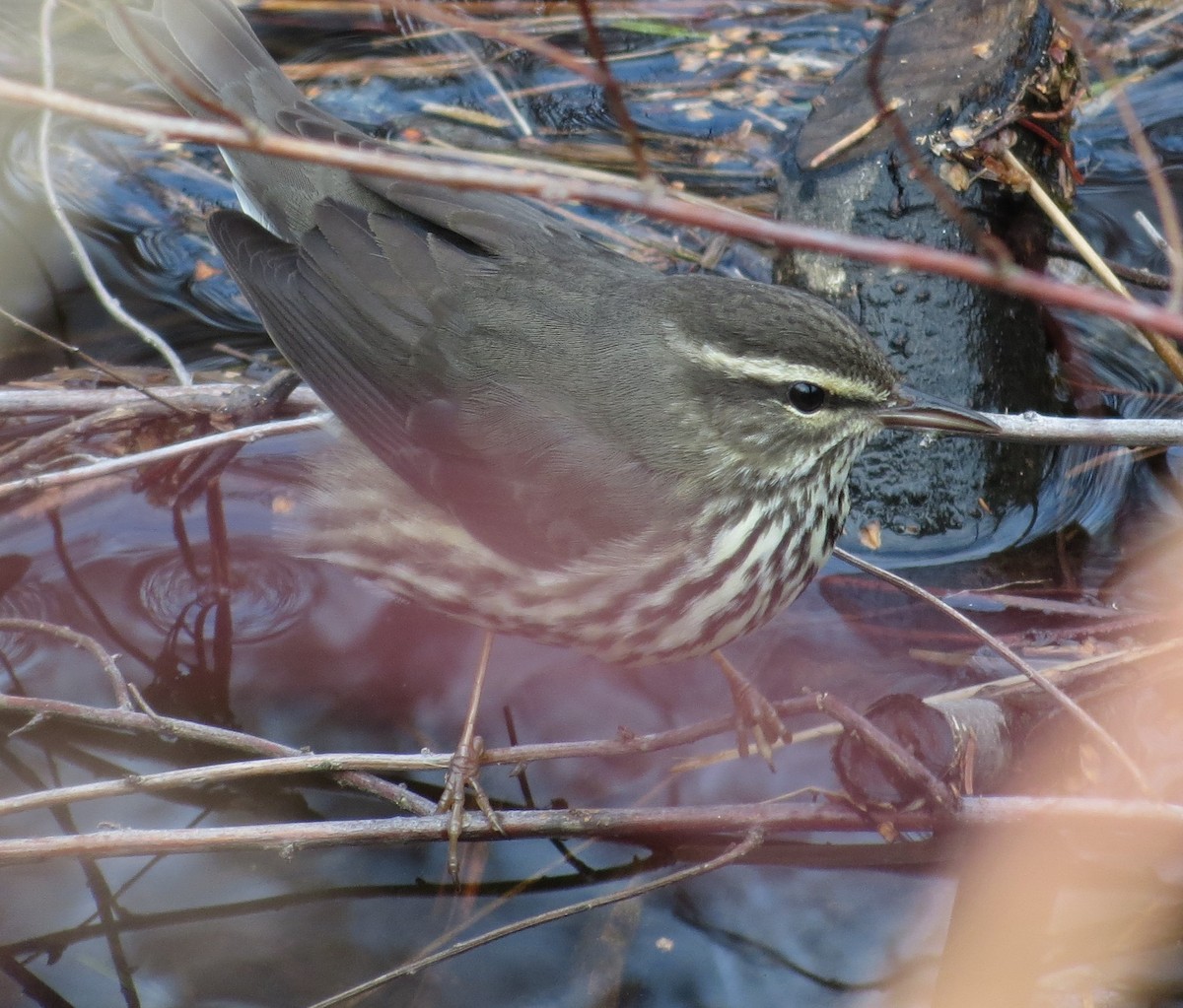 Northern Waterthrush - ML647317657