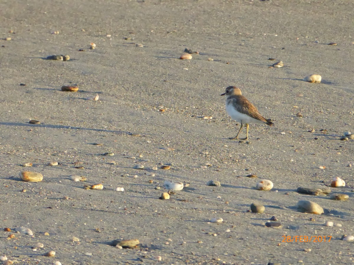 nyzealandbeltelo - ML647317676