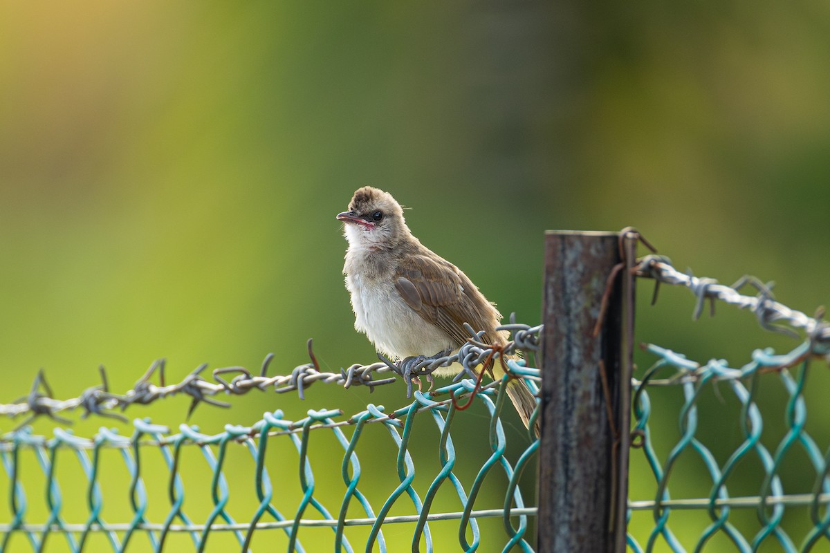 Yellow-vented Bulbul - ML647317680