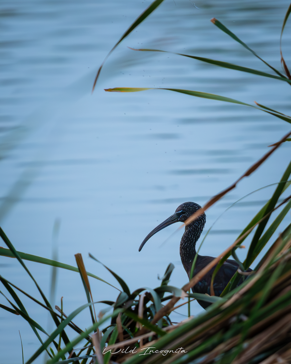 Glossy Ibis - ML647317681