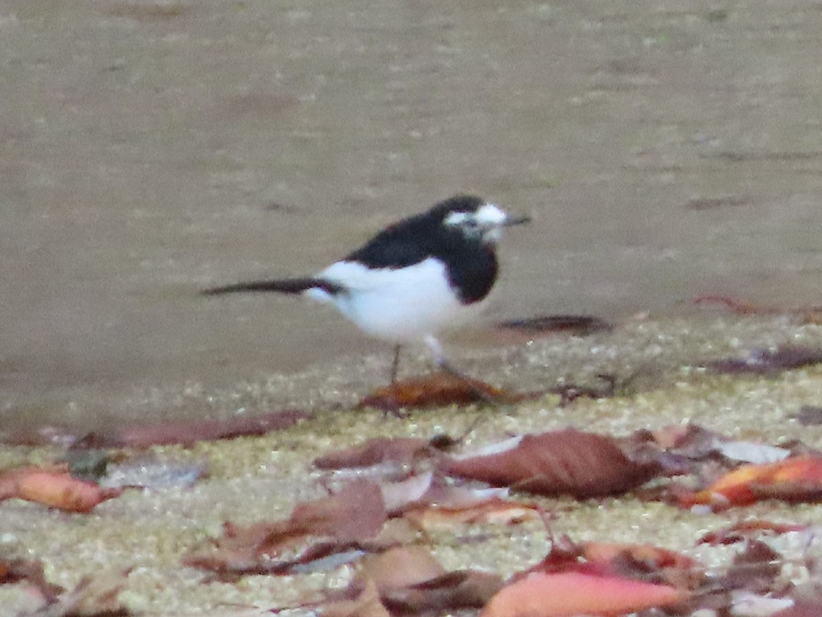 Japanese Wagtail - ML647317682