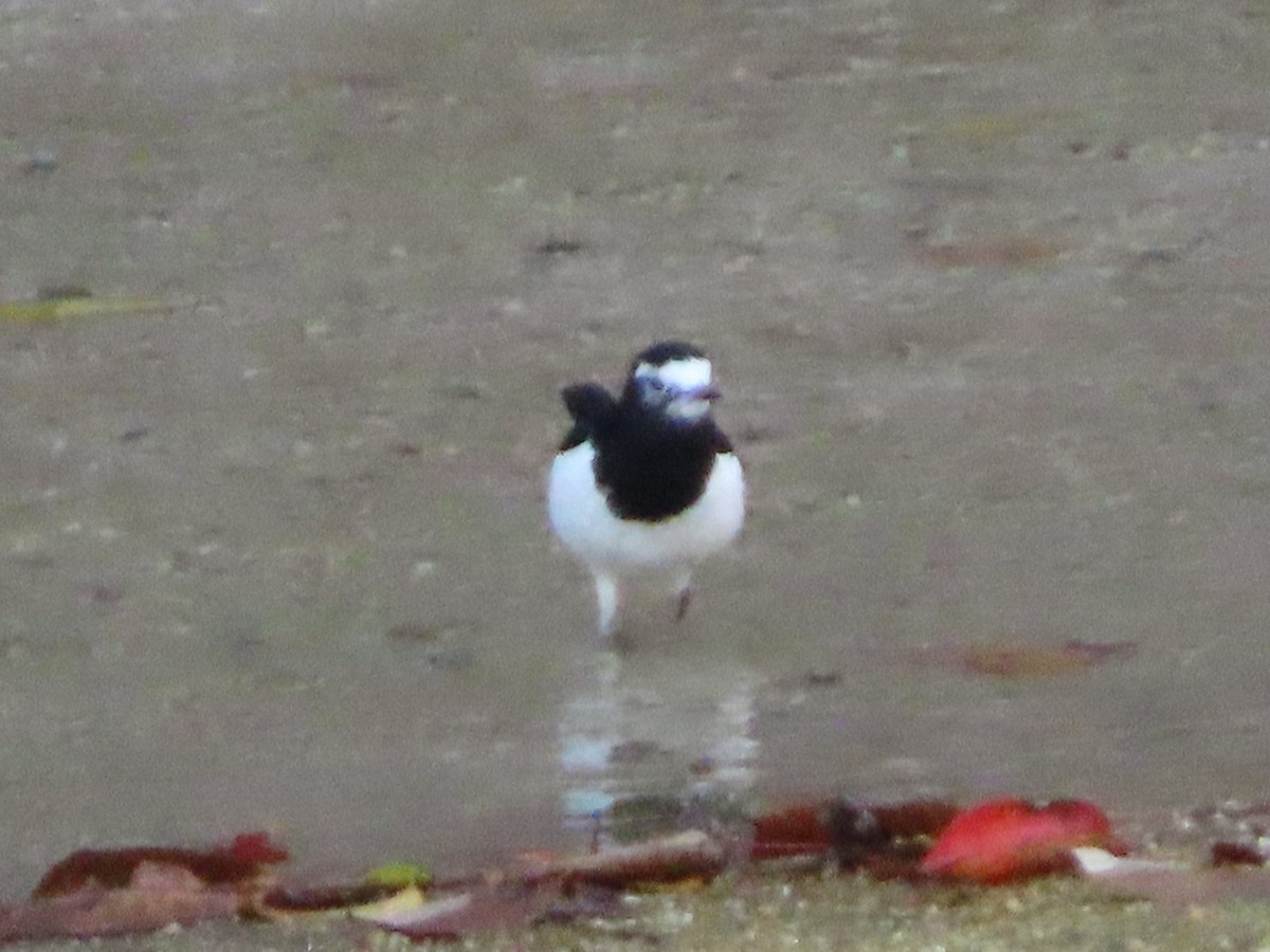 Japanese Wagtail - ML647317683