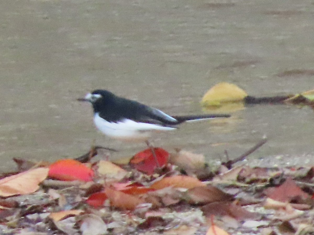Japanese Wagtail - ML647317684