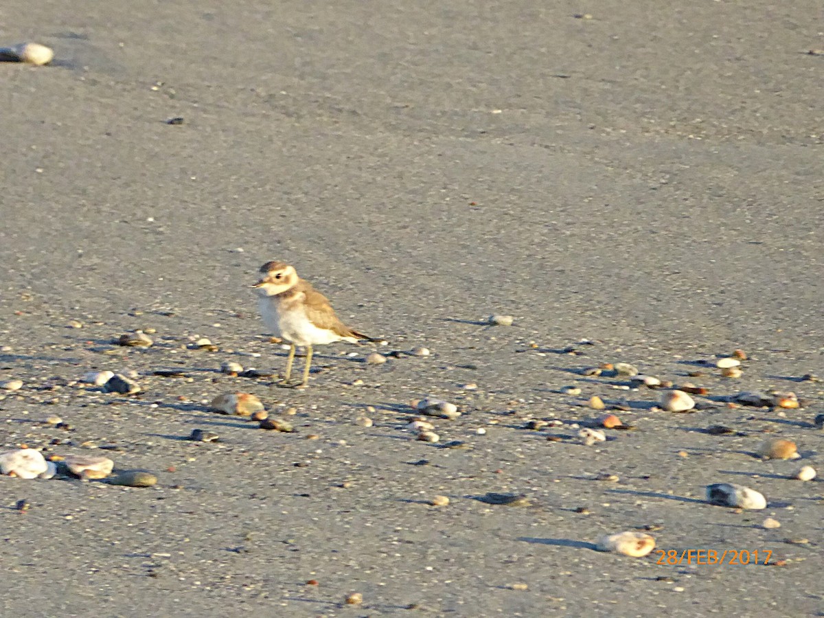 nyzealandbeltelo - ML647317686