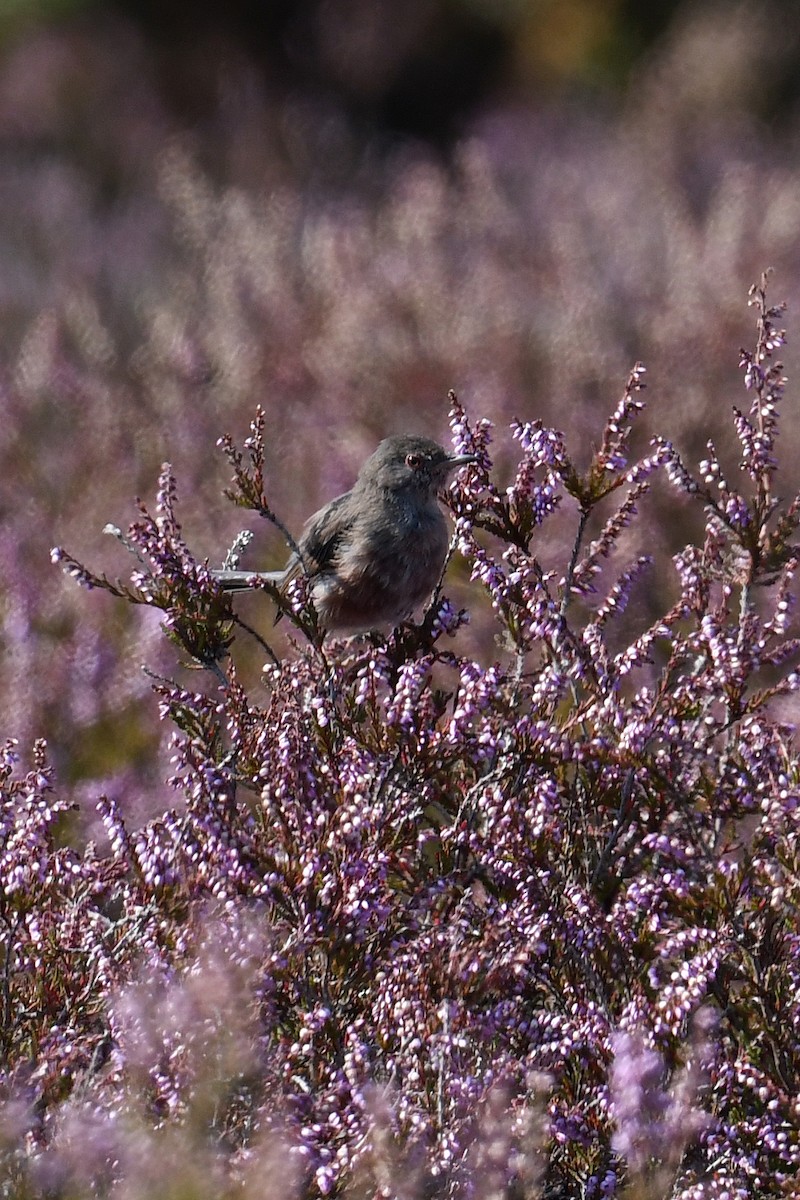 Funda Ötleğeni - ML647317687