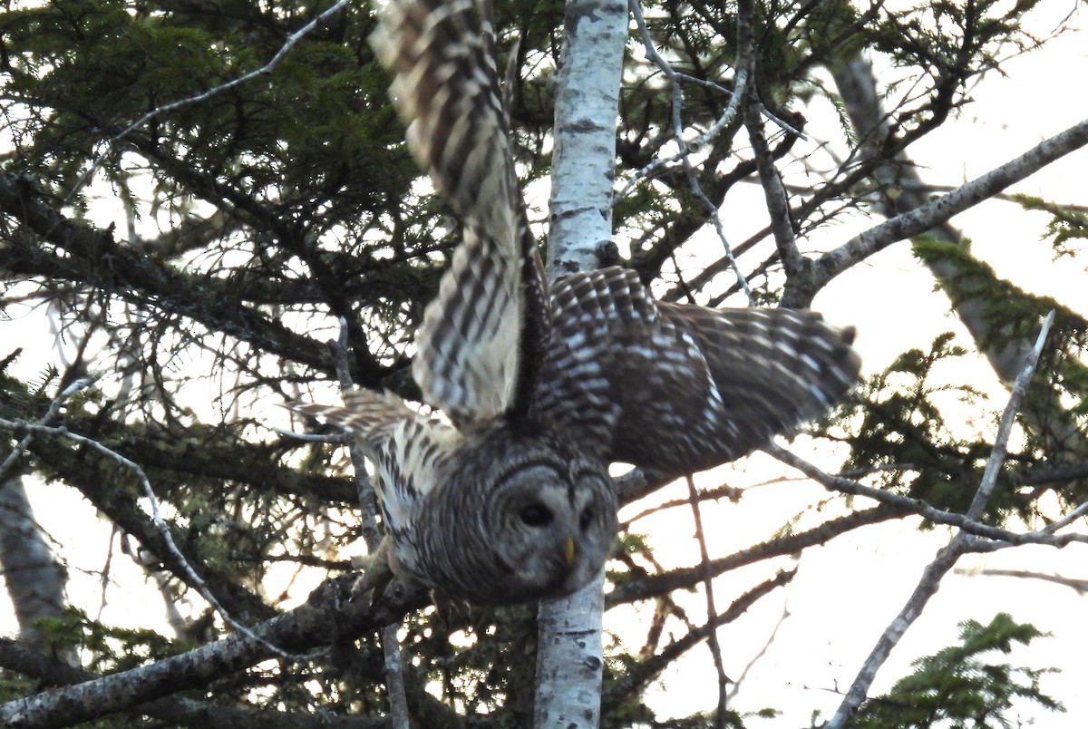 høvdingugle - ML647317690