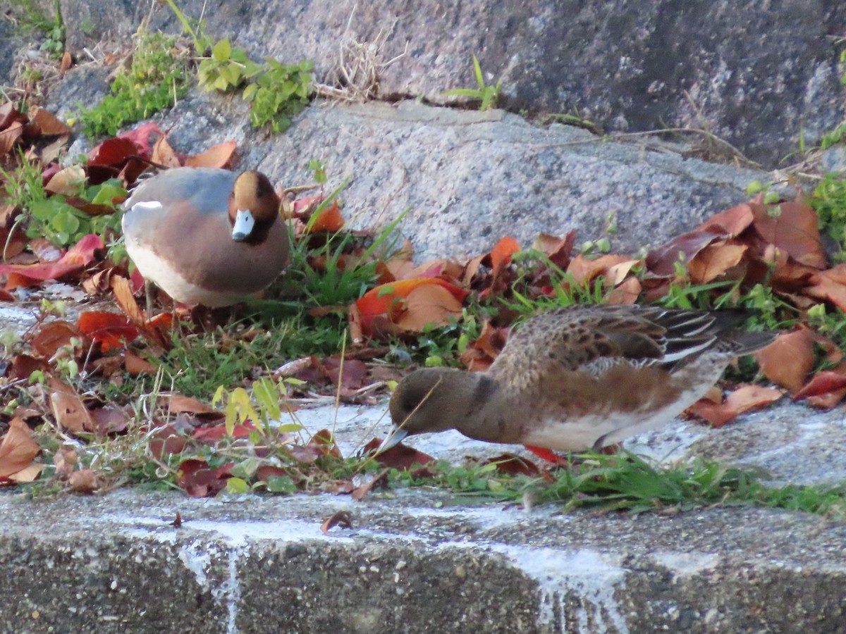 Eurasian Wigeon - ML647317693