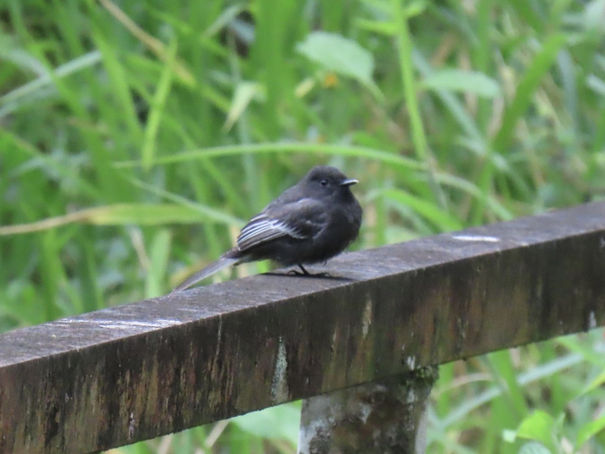Black Phoebe (White-winged) - ML647317706