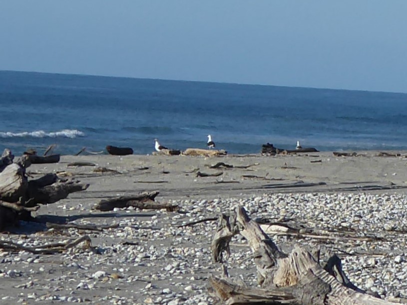 taremåke - ML647317711