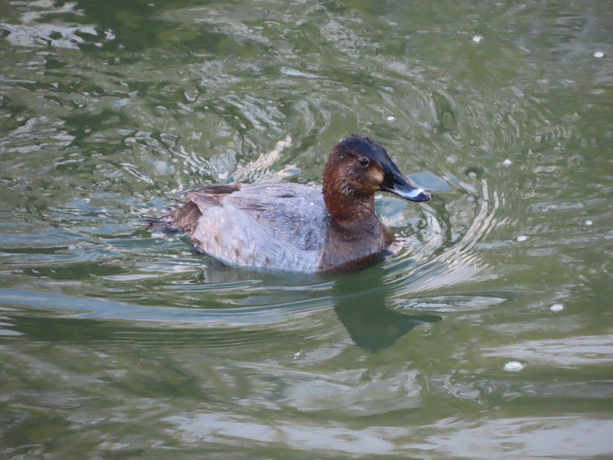 Common Pochard - ML647317731