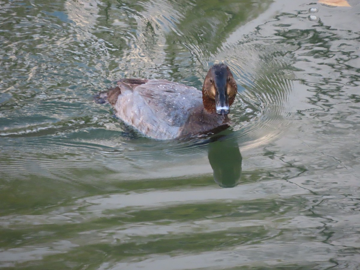 Common Pochard - ML647317732