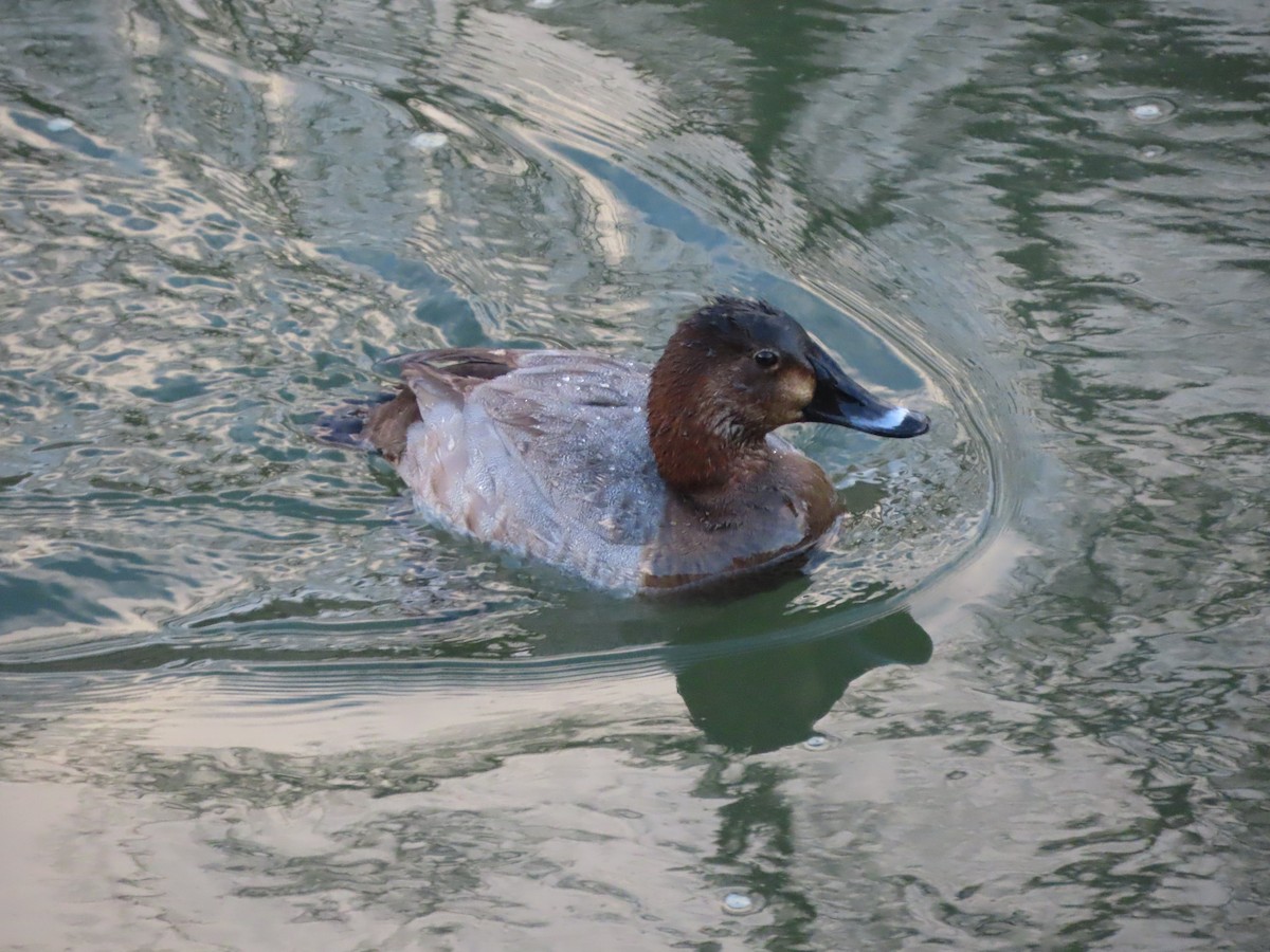 Common Pochard - ML647317733