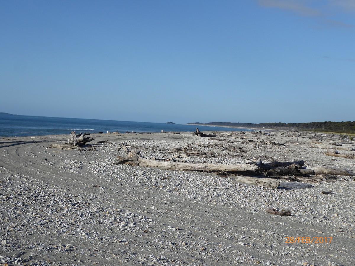 taremåke - ML647317747