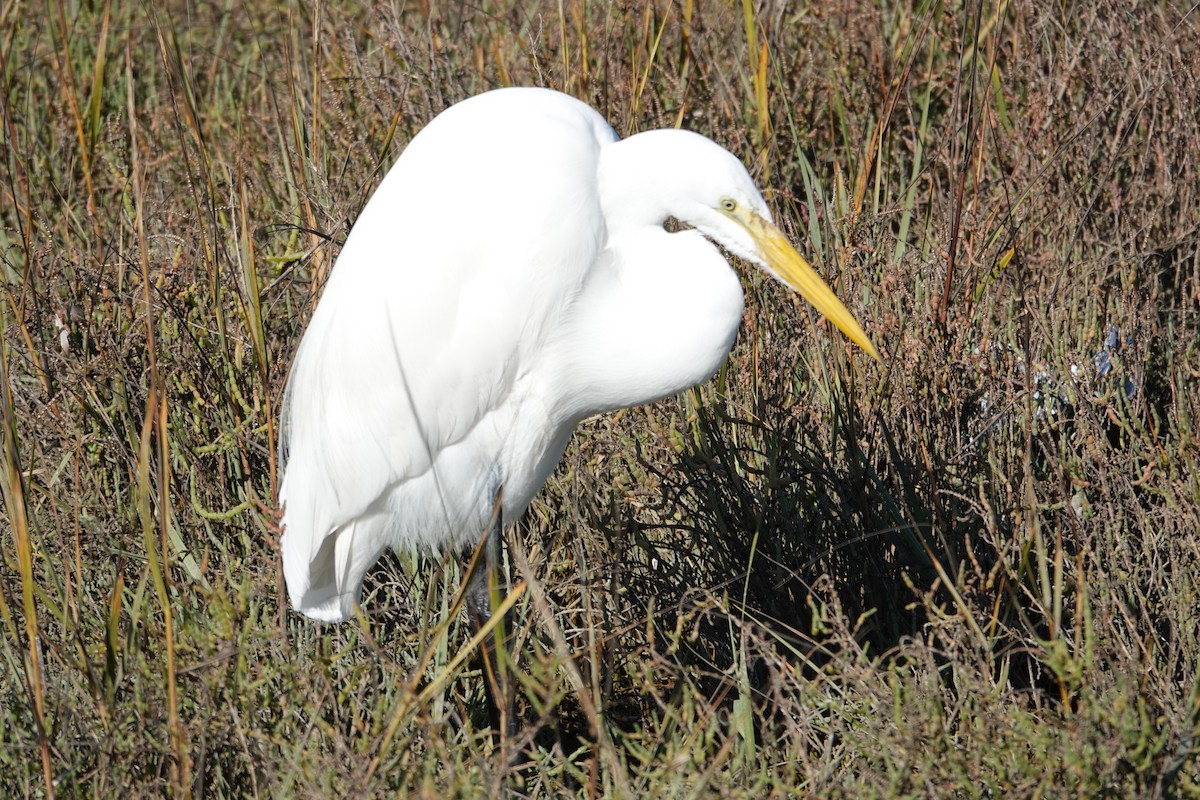 Silberreiher - ML647317748