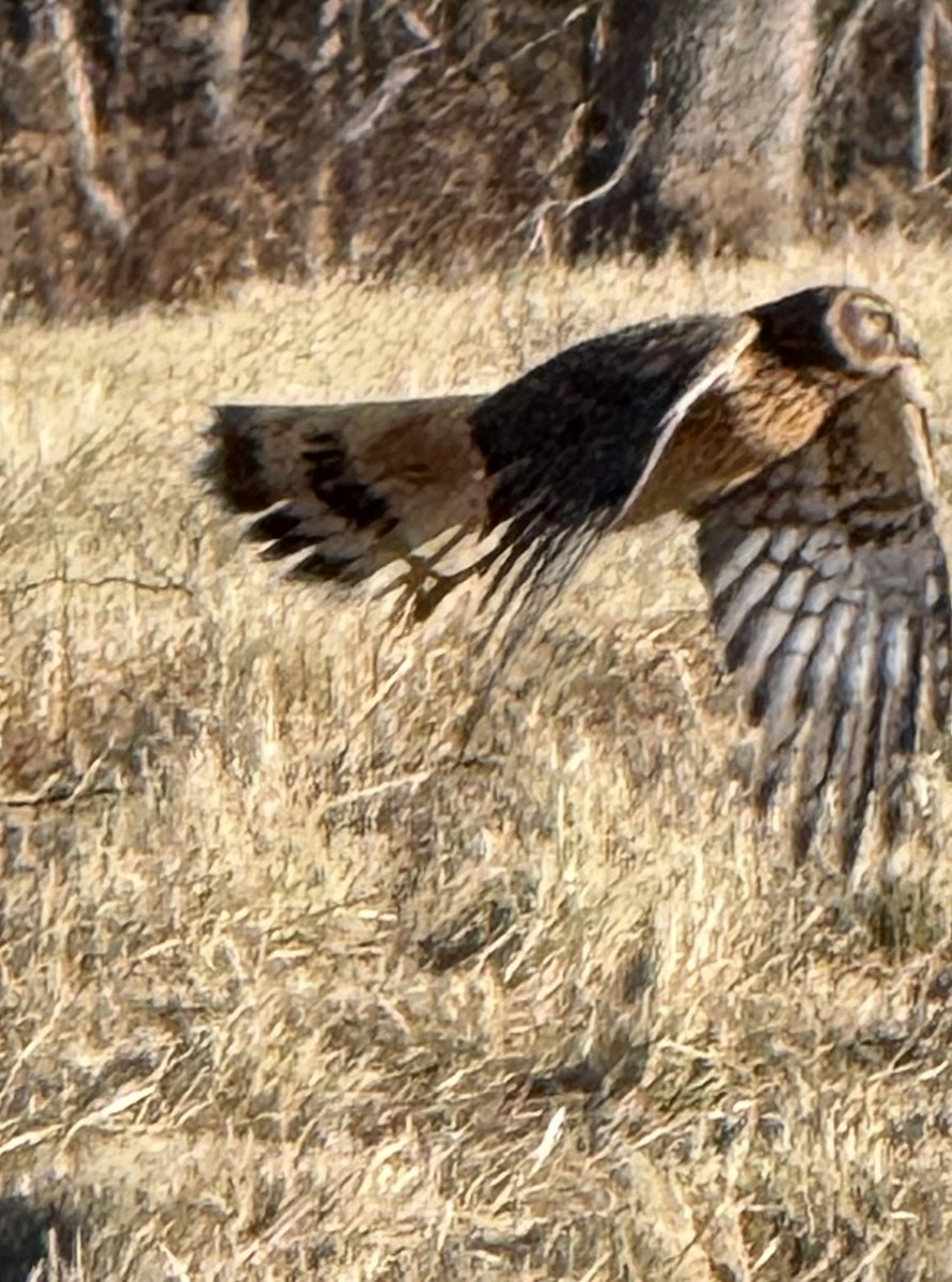 Northern Harrier - ML647317763
