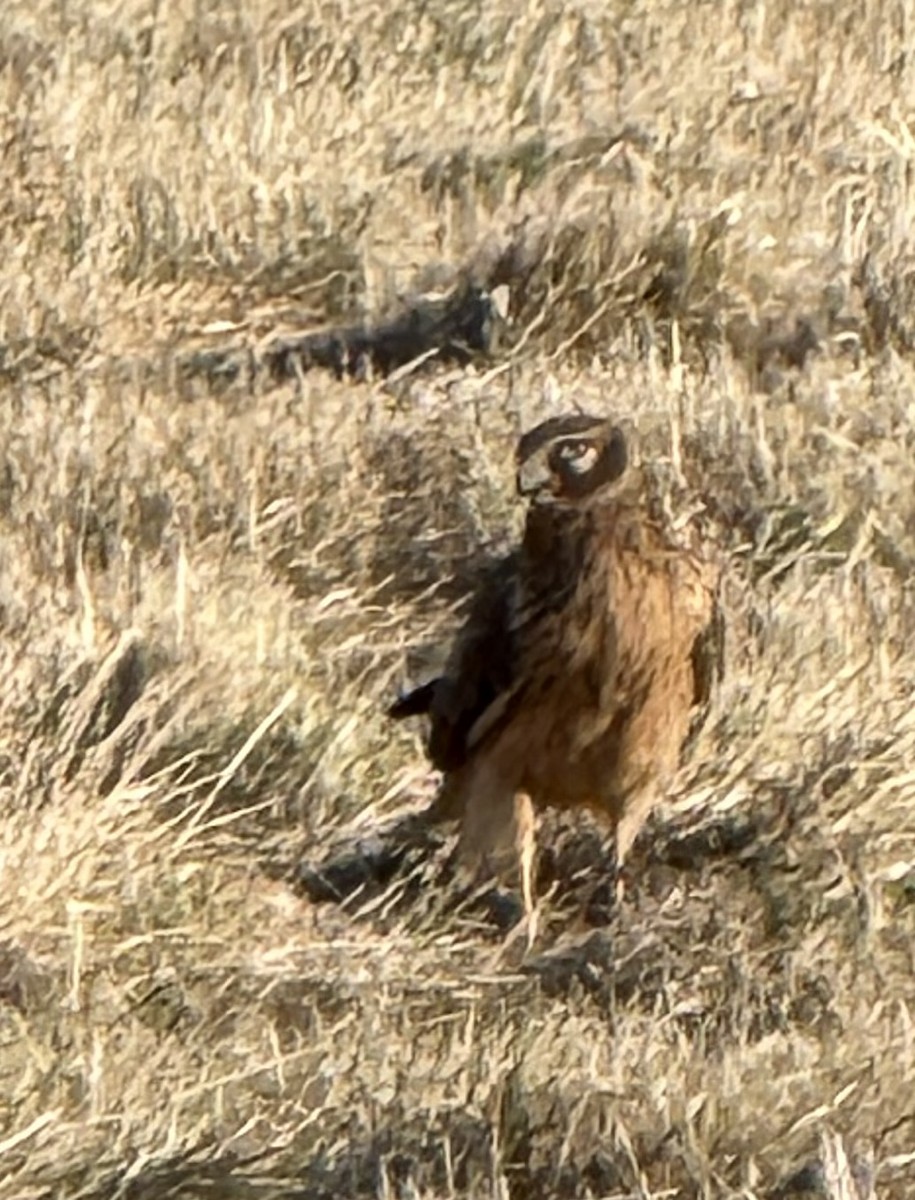 Northern Harrier - ML647317764