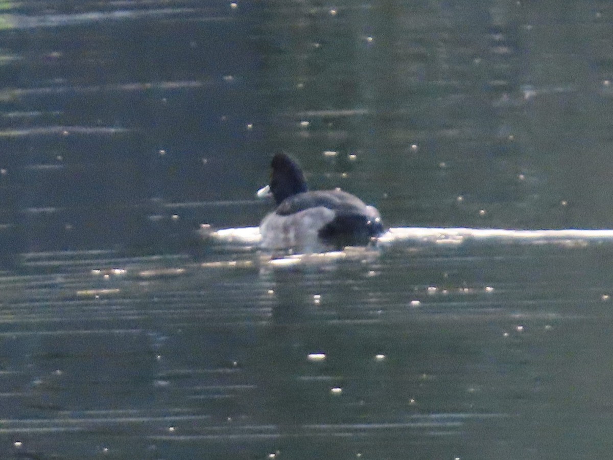 Tufted Duck - ML647317781