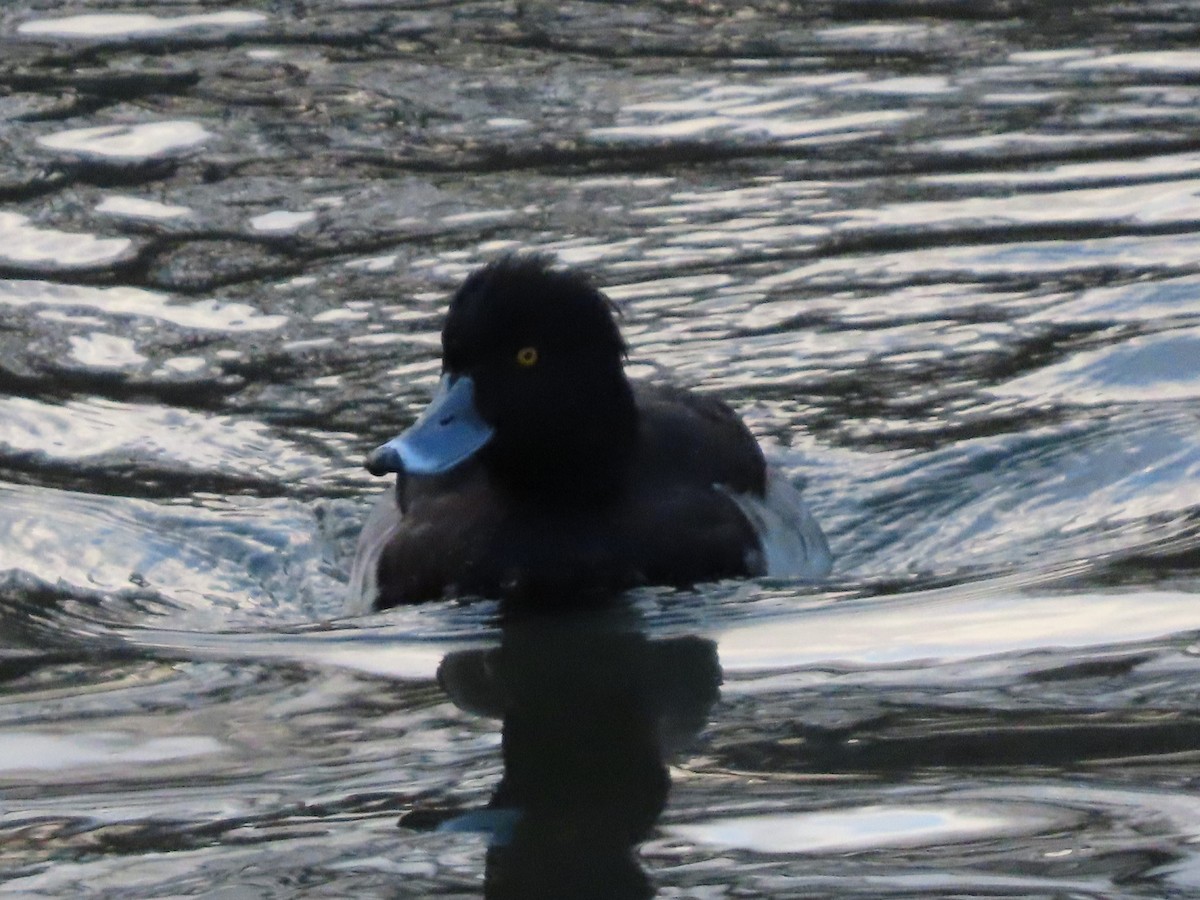 Tufted Duck - ML647317782