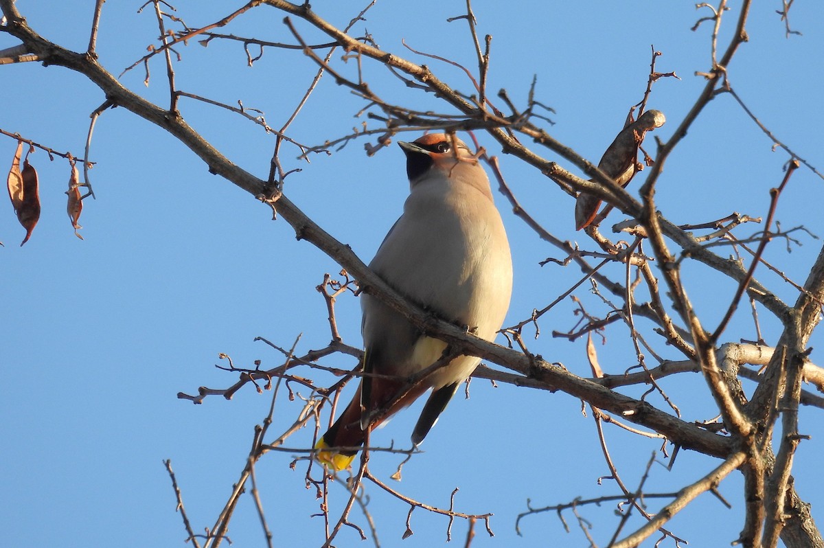 黃連雀 - ML647317792