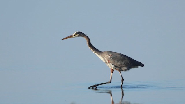 Большая голубая цапля - ML647317800