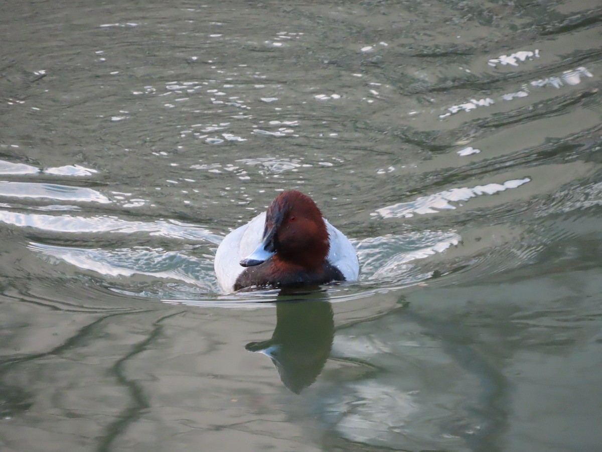 Common Pochard - ML647317822