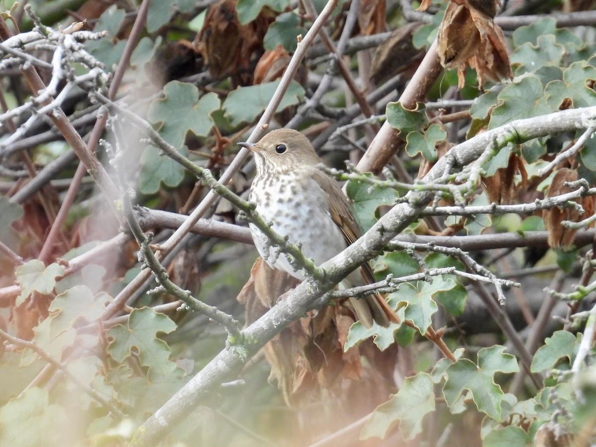 Hermit Thrush - ML647317837
