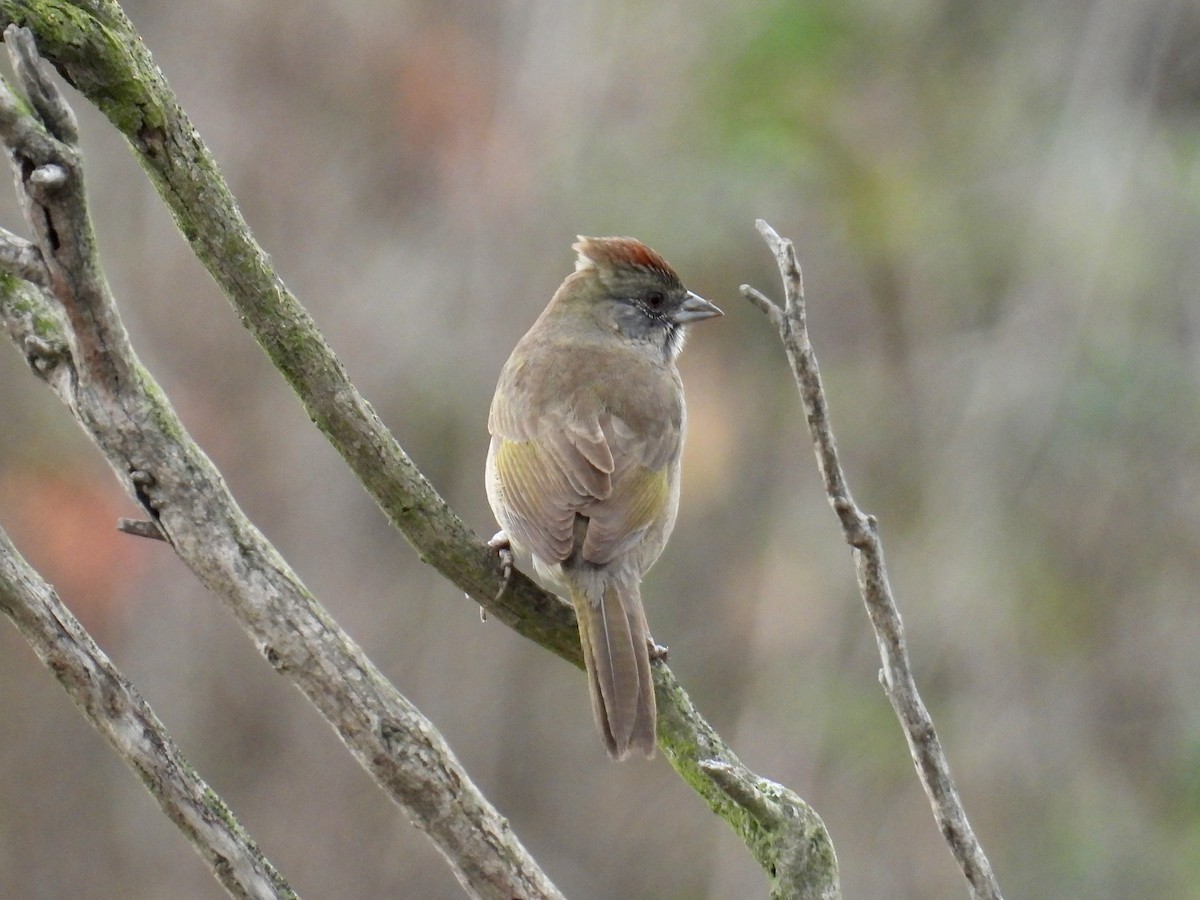 Grünschwanz-Grundammer - ML647317844
