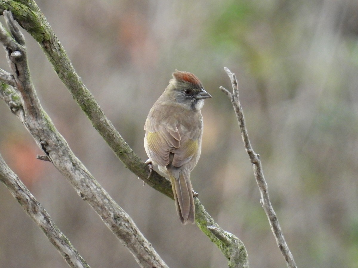 Grünschwanz-Grundammer - ML647317845