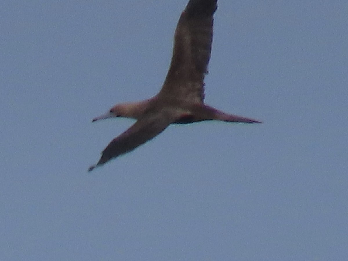 Сула червононога - ML647317849