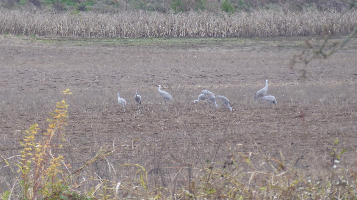 Kanada Turnası - ML647317851