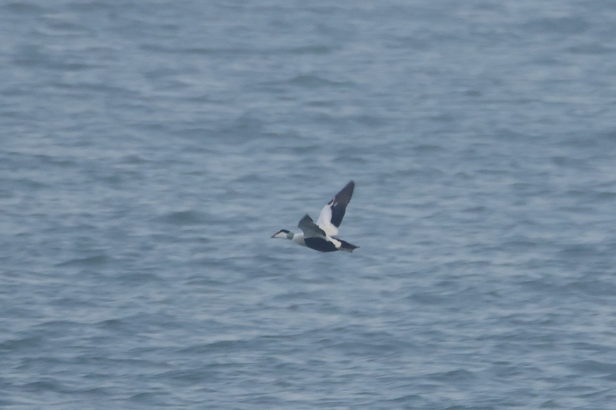 אדרית שחורת-כיפה - ML647317853