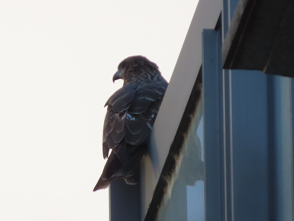 Black Kite - ML647317854