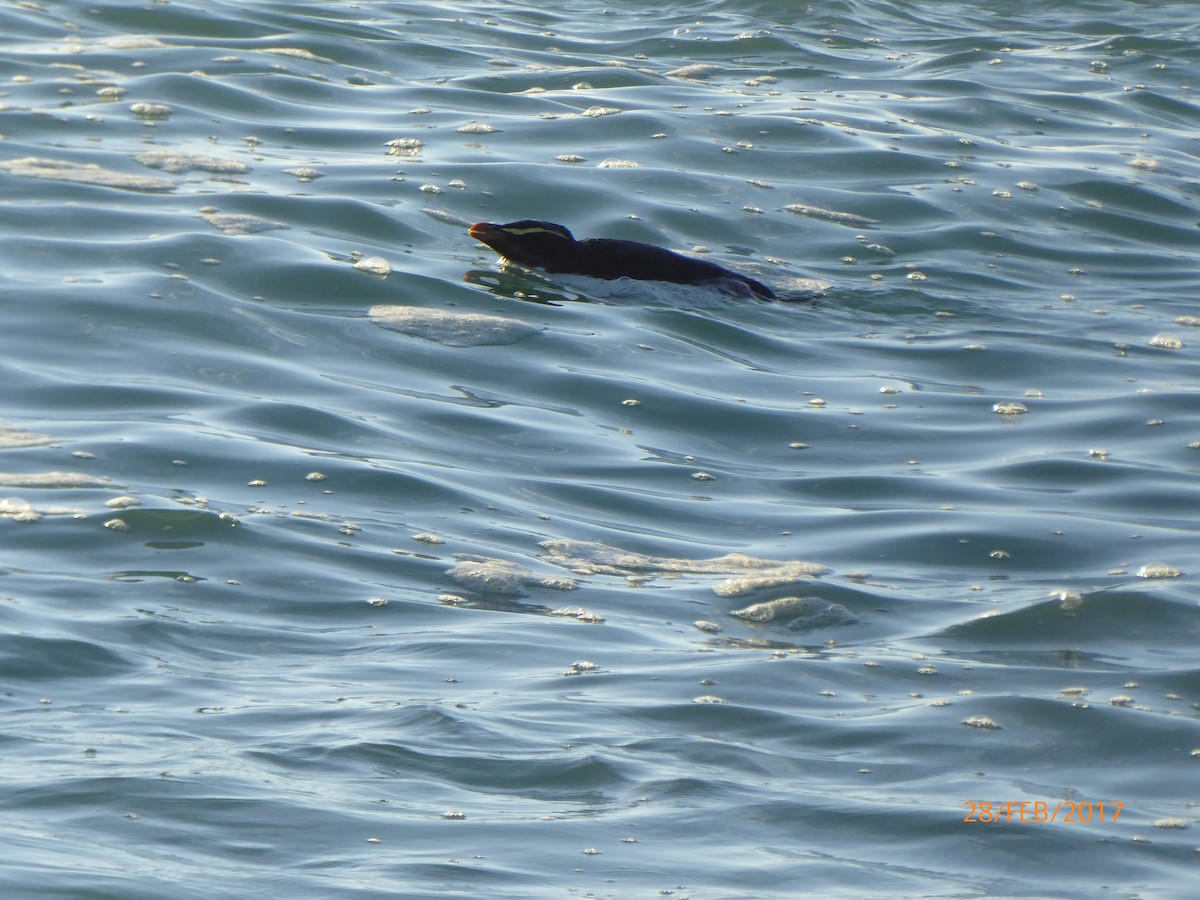 skogpingvin - ML647317864