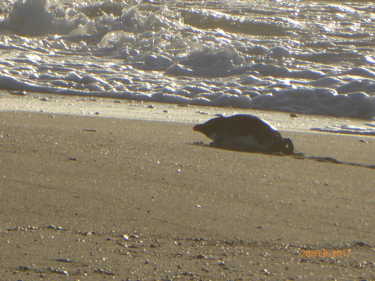 skogpingvin - ML647317878